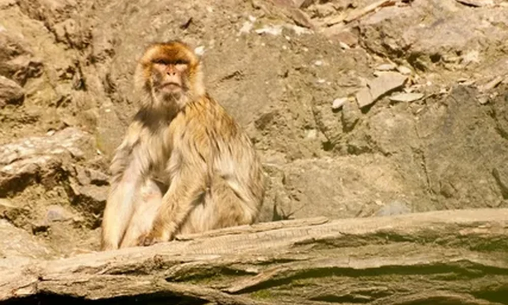 Barbary macaque sitting upright on a rocky hillside, looking toward the camera, with a weathered log in the foreground.