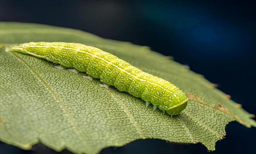 Caterpillar crawling along a green leaf while feeding on plant material.