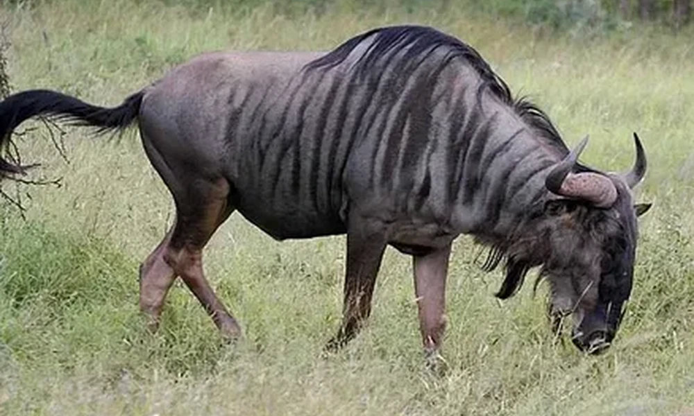 Blue wildebeest with dark vertical stripes and curved horns grazing in tall green grass.