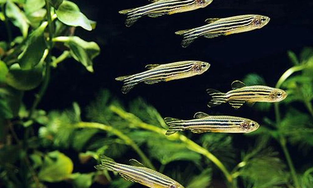 Zebrafish swimming in a freshwater habitat.