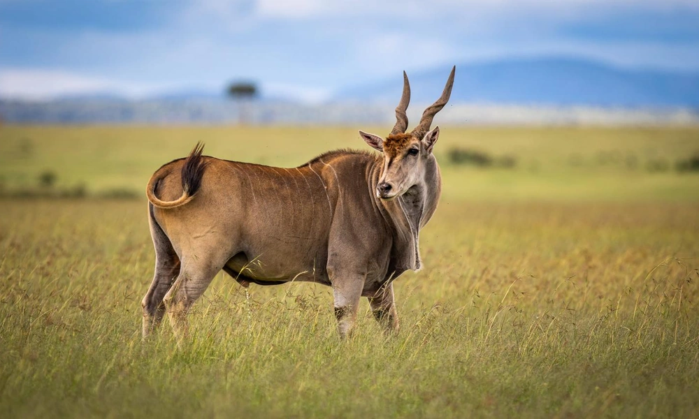 Common eland (Tragelaphus oryx) standing in African grassland.