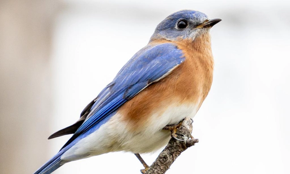 Male eastern bluebird (Sialia sialis) perched on a tree branch.