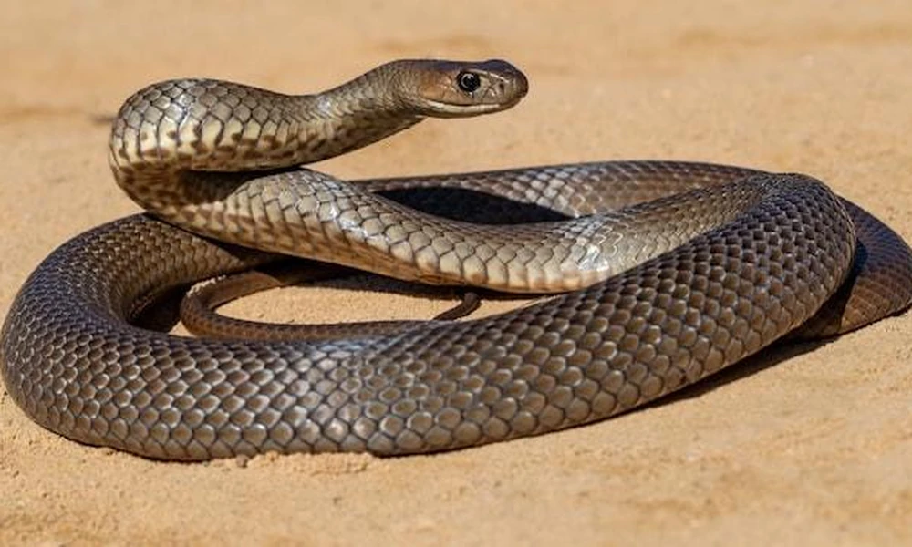 Eastern brown snake (Pseudonaja textilis) on the ground in Australia.