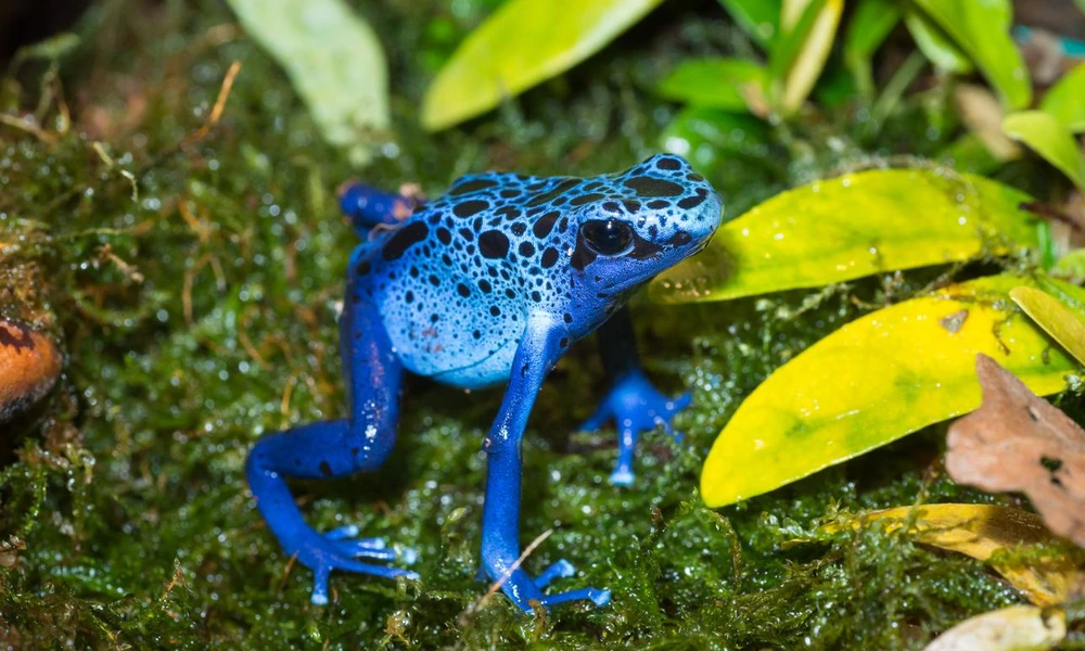 Brightly colored dyeing dart frog on the rainforest floor of northern South America.