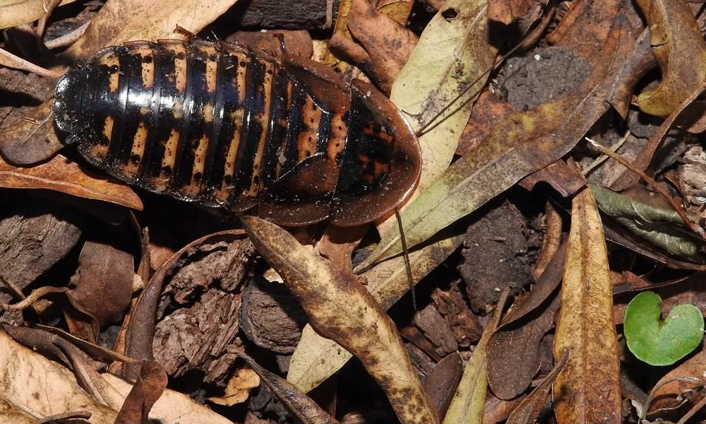 Dubia cockroach resting among leaf litter and tropical vegetation.