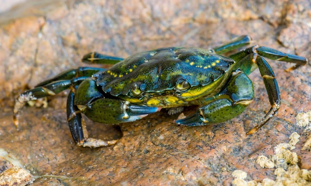 European green crab (Carcinus maenas) on a rocky shoreline.