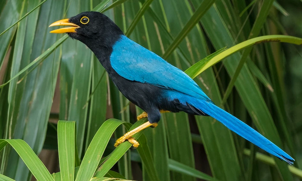 Yucatán jay with a black head and blue body among palm leaves
