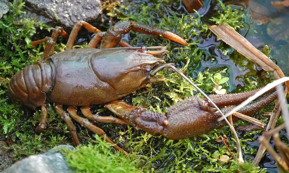 A freshwater crayfish walking across rocks at the bottom of a clear stream with its claws extended.