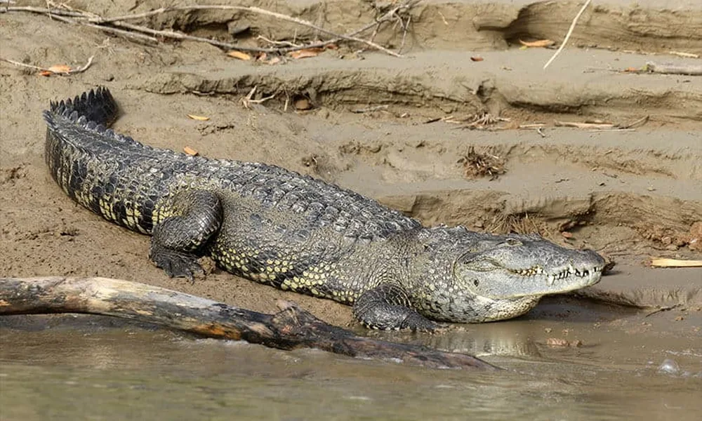 Morelet's crocodile resting on a muddy riverbank