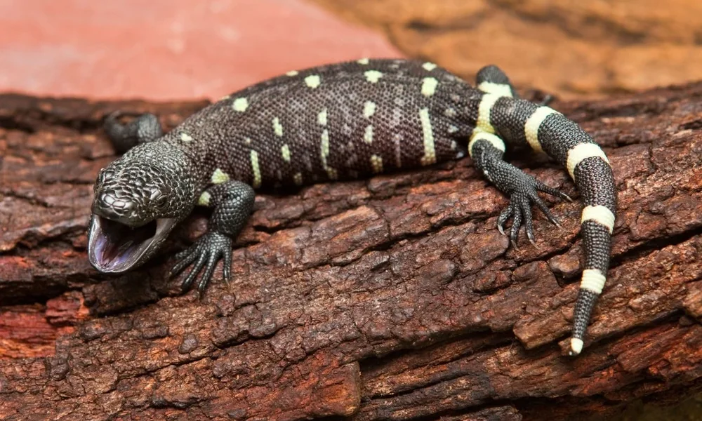 Mexican beaded lizard with black and yellow markings on a log