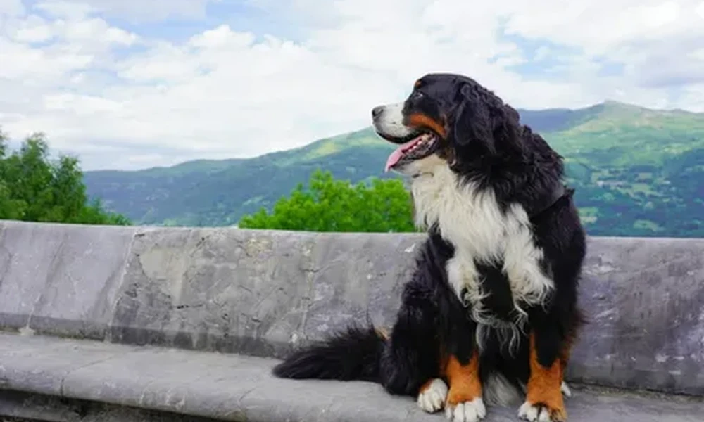 Bernese Mountain Dog sitting on a stone wall with its mouth open, looking off to the side, with green mountains and a cloudy sky behind it.