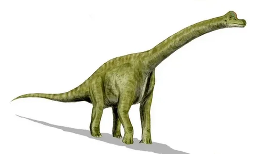 Illustration of a green Brachiosaurus standing on a white background, with its long neck stretched upward.