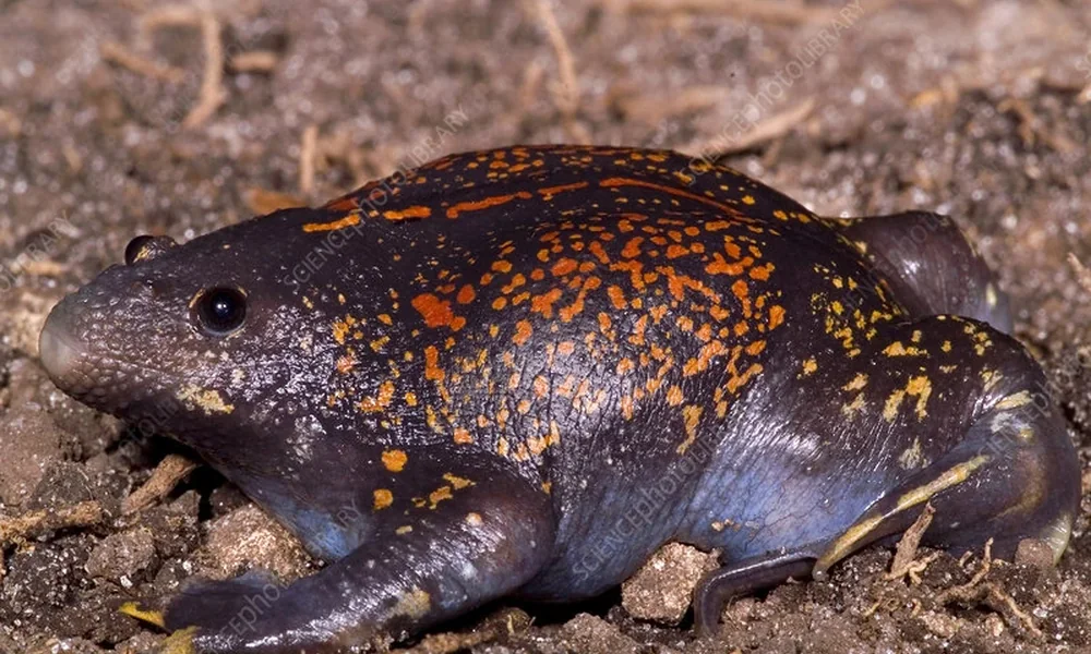 Mexican burrowing toad with orange markings on dark skin