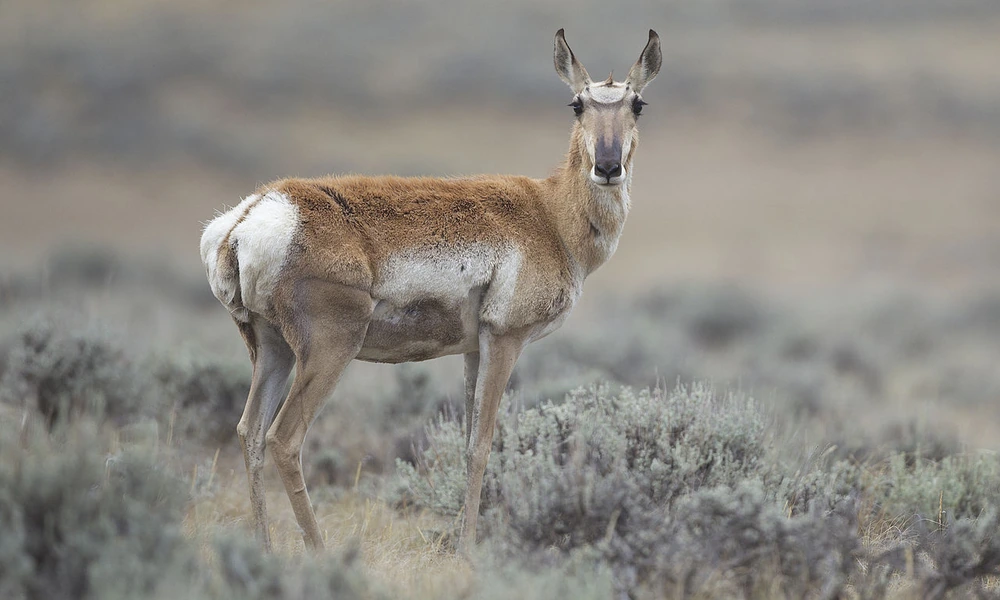 Baja California pronghorn standing in desert scrub