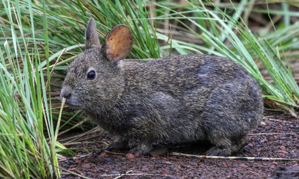 Volcano rabbit sitting among tall grasses