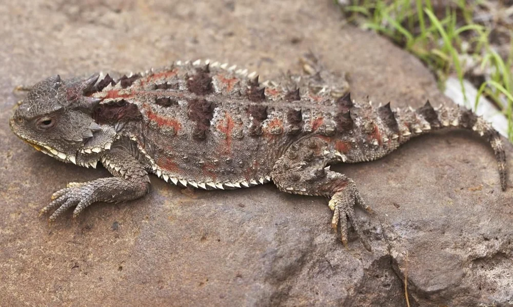 Mexican plateau horned lizard on a rock