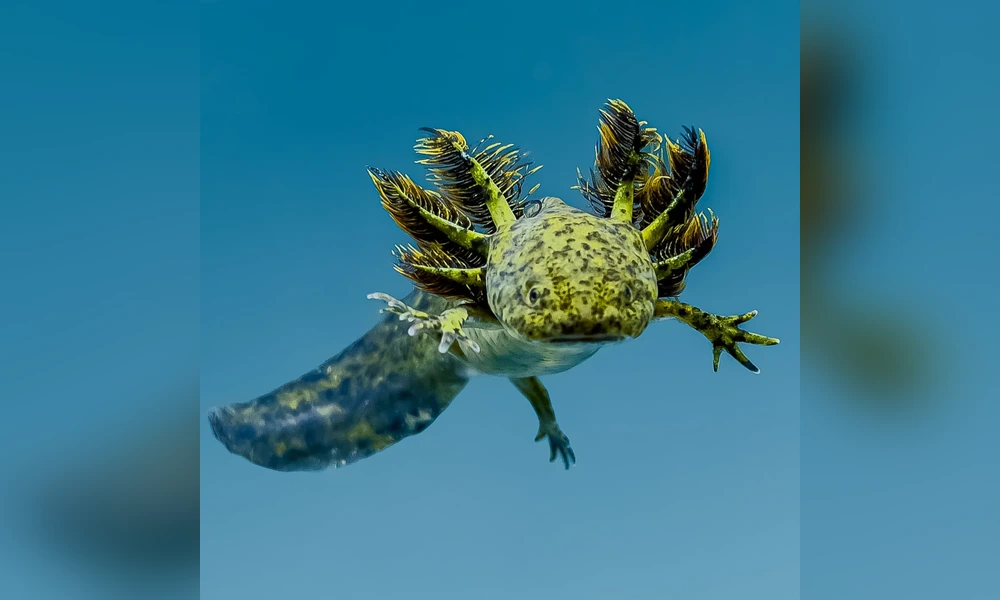 Tiger salamander larva with feathery gills swimming in blue water