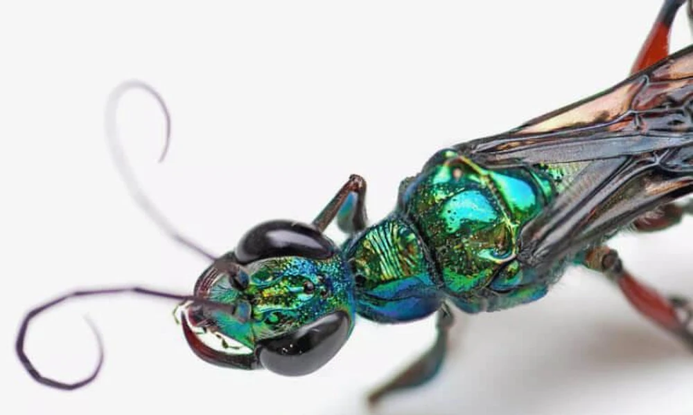 Emerald cockroach wasp (Ampulex compressa) with a bright metallic green body.