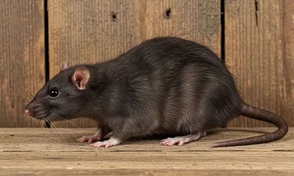 Dark gray black rat standing on a wooden surface in front of a wooden plank wall.