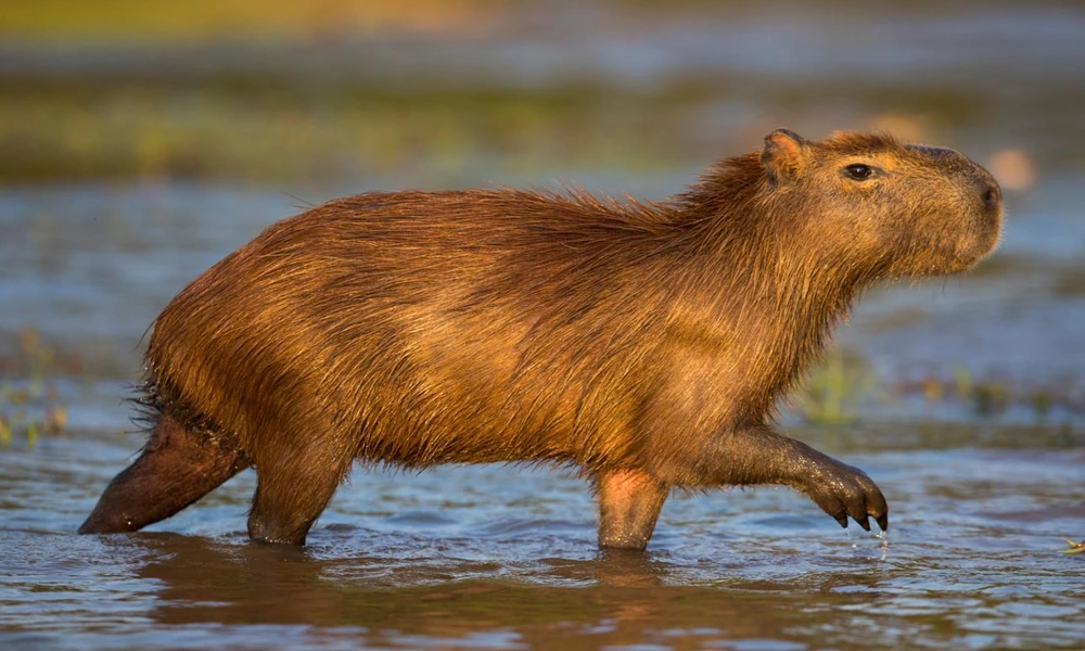 A capybara standing in shallow water surrounded by green wetland vegetation.