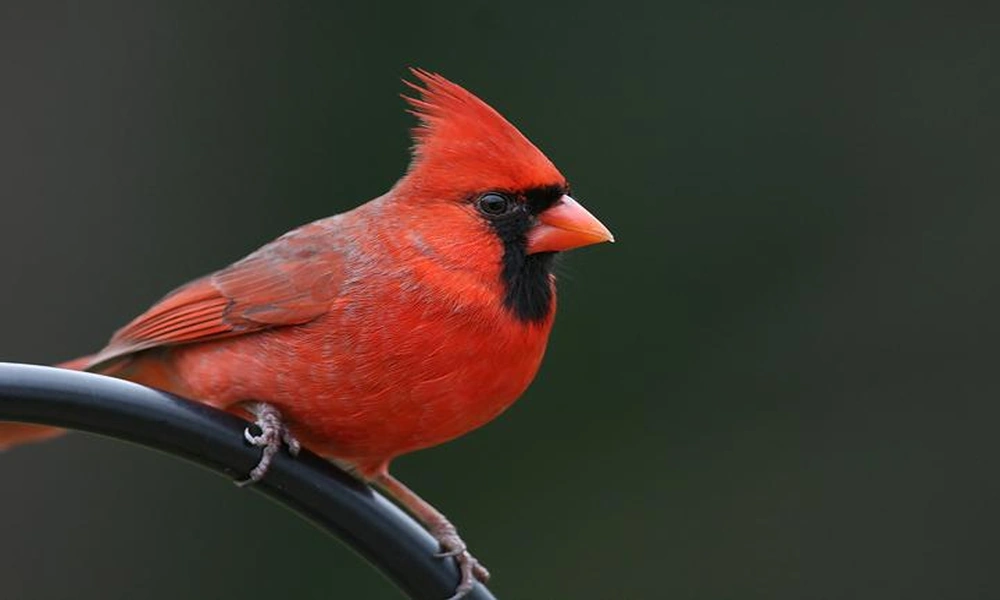 A bright red male northern cardinal perched on a branch with green foliage behind it.