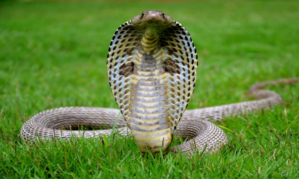 A cobra raising its head and spreading its hood in a natural grassland setting.