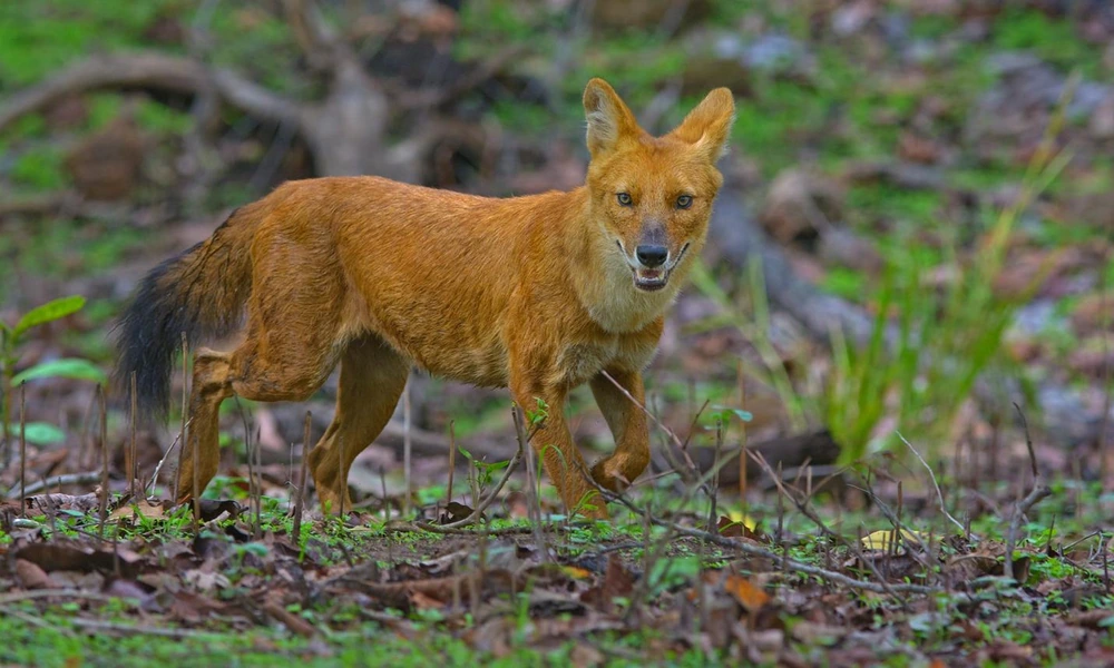 Dhole standing alert in a forest in Asia.