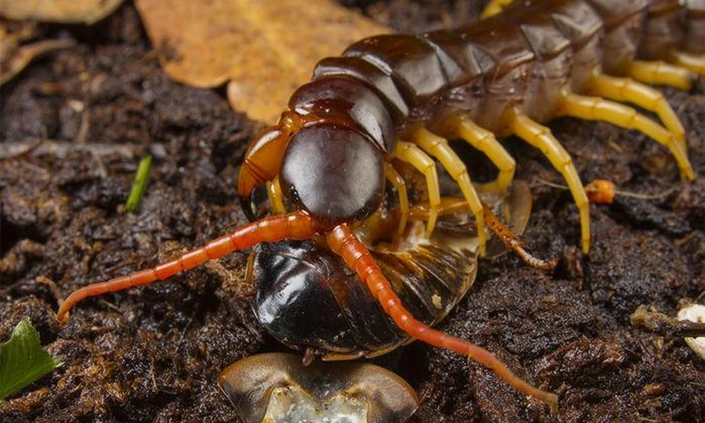 Long centipede with many legs crawling through leaves and soil.