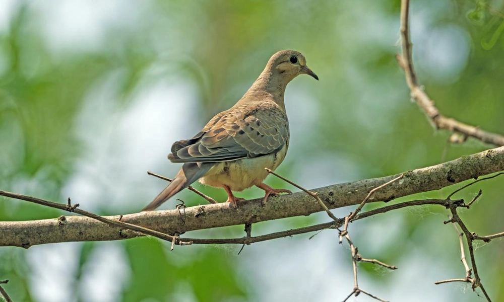 Dove perched on a branch in a natural woodland setting.