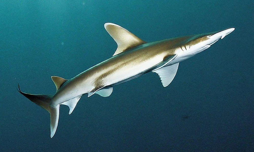 Daggernose shark swimming in shallow tropical coastal water.