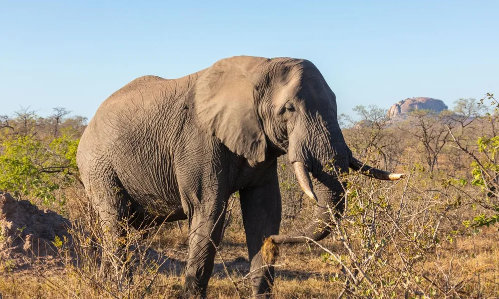 African bush elephant (Loxodonta africana) walking across the savanna.
