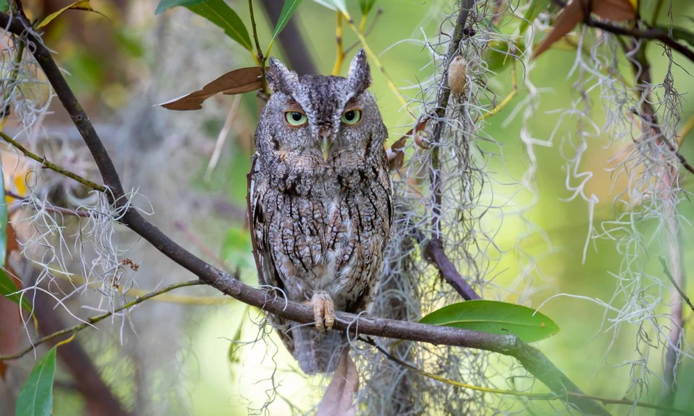 Eastern screech owl (Megascops asio) perched on a tree branch.