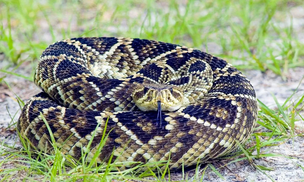Eastern diamondback rattlesnake (Crotalus adamanteus) in sandy woodland habitat.