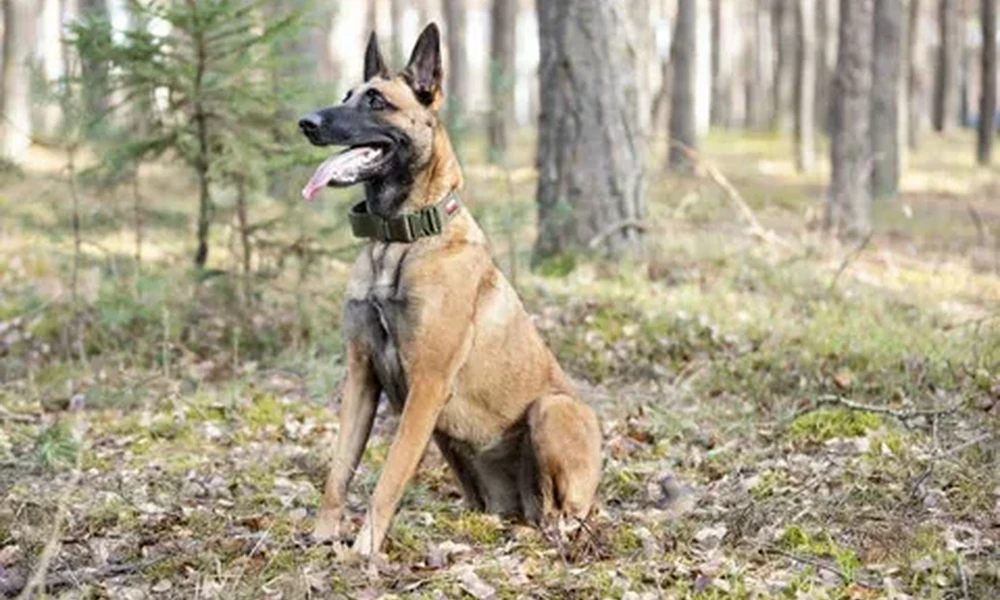 Belgian Malinois dog wearing a green collar, sitting in a forest with its tongue out.