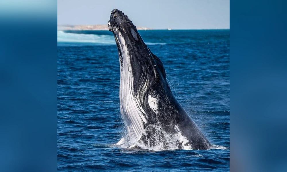 Humpback whale breaching out of the ocean