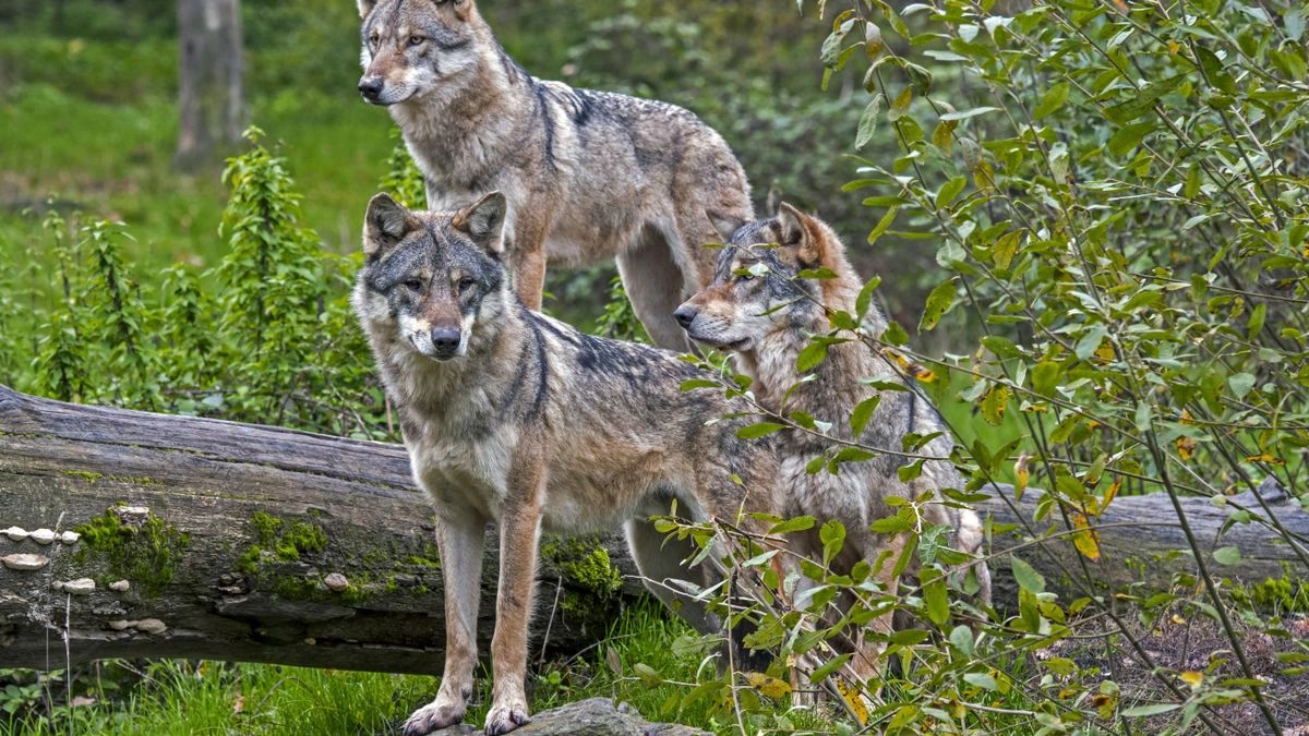ulvesonen wolf zone