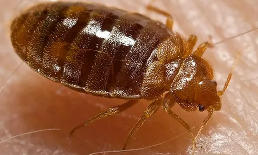 Close-up of a reddish-brown bed bug with a flat, oval body crawling on skin.