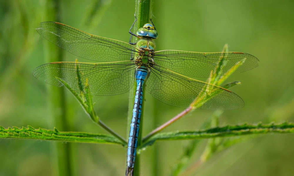 Emperor dragonfly (Anax imperator) perched on vegetation beside a pond.