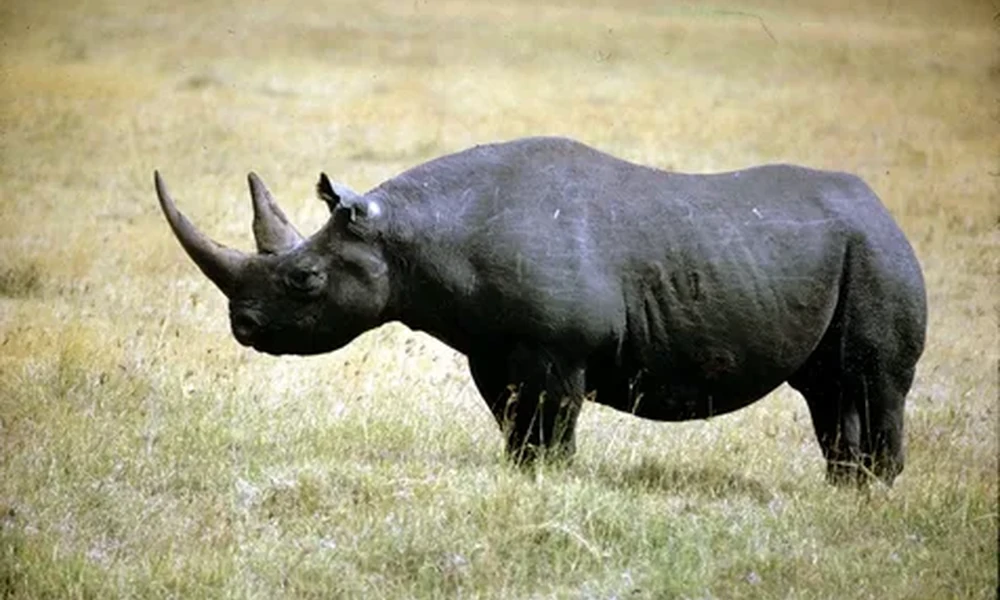 Black rhinoceros with two horns standing in profile on a dry, grassy plain.