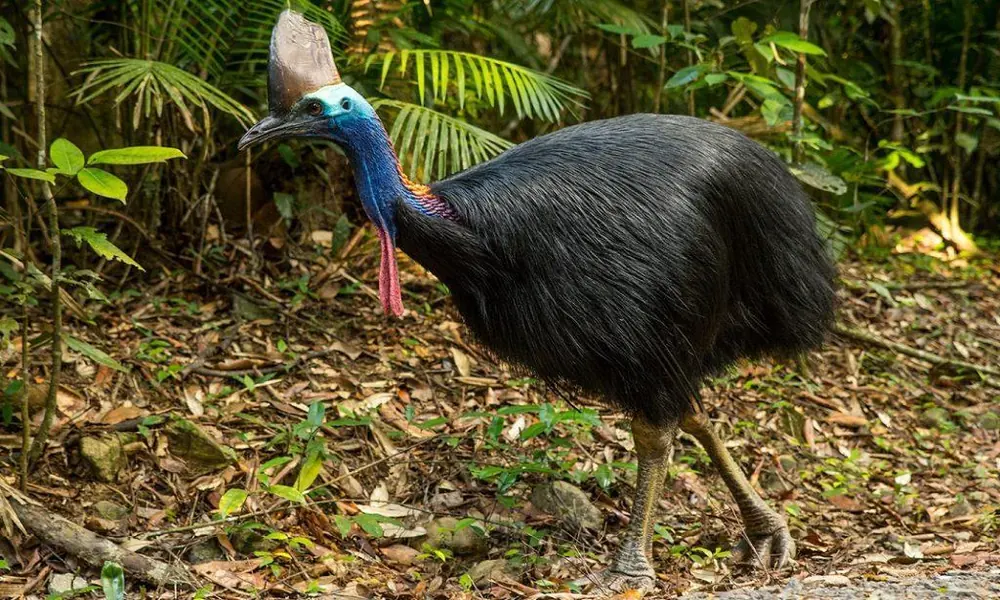 A southern cassowary with a blue neck and tall casque walking through dense tropical rainforest.