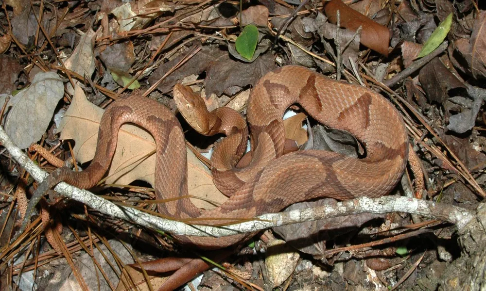 An eastern copperhead resting among brown leaves and woodland vegetation with its patterned body visible.