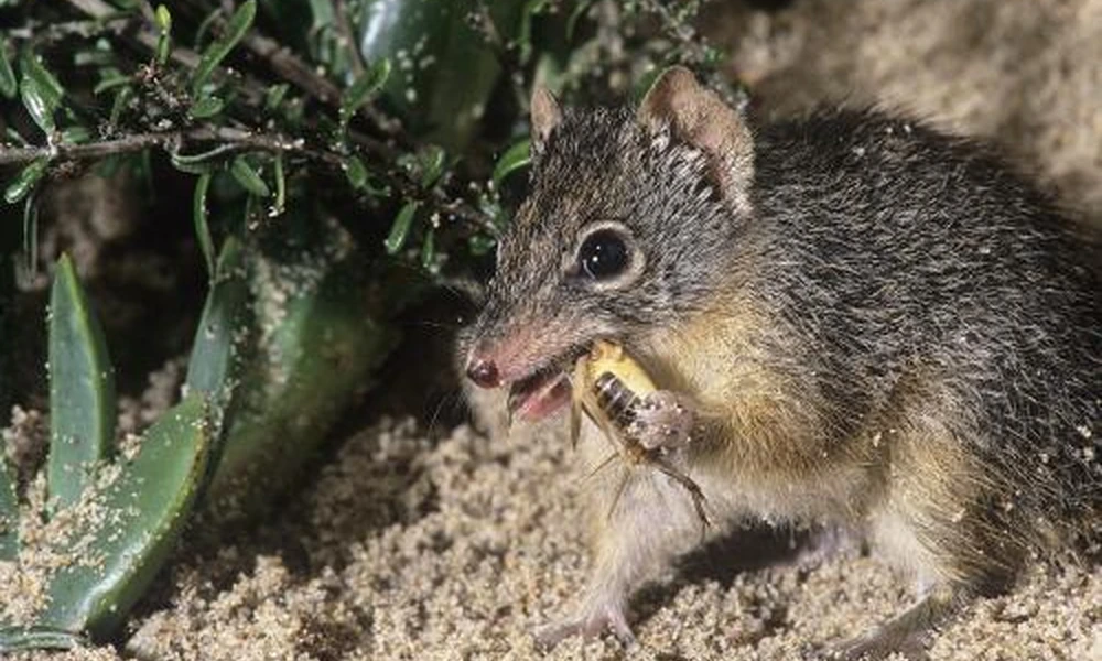 Dibbler with spotted brown fur in native Australian vegetation.