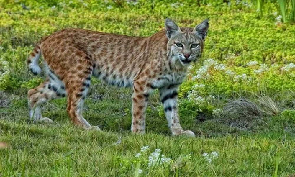 Spotted bobcat with tufted ears standing in a green meadow and looking toward the camera.
