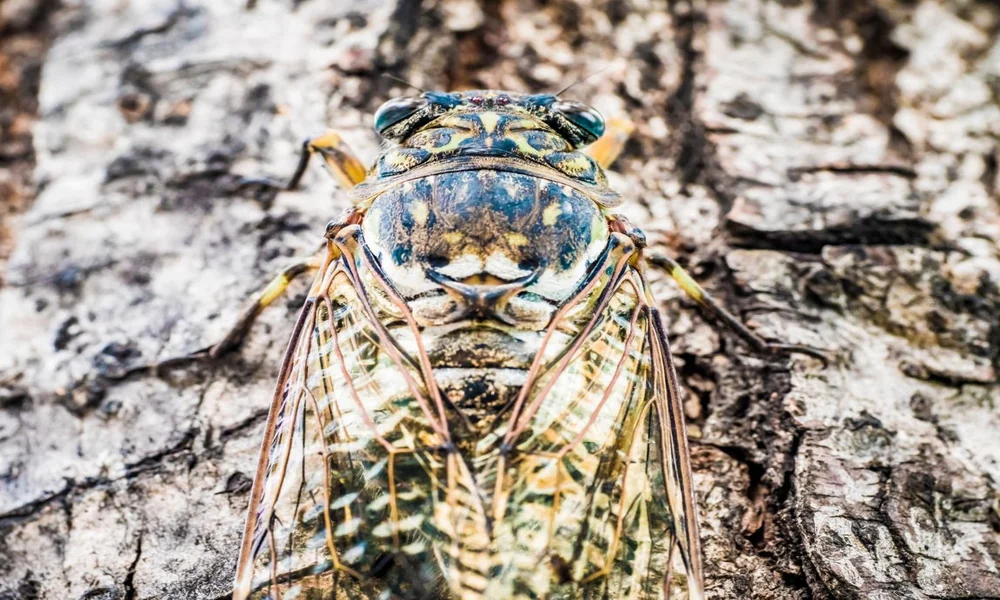 Cicada perched on rough tree bark with its transparent wings visible.
