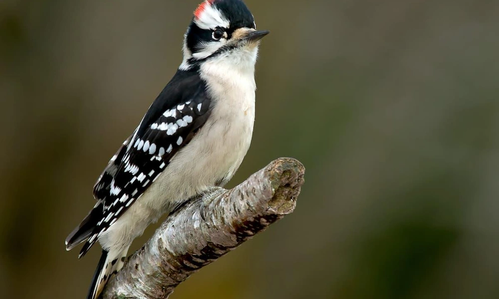Downy woodpecker clinging to a tree trunk in a North American forest.