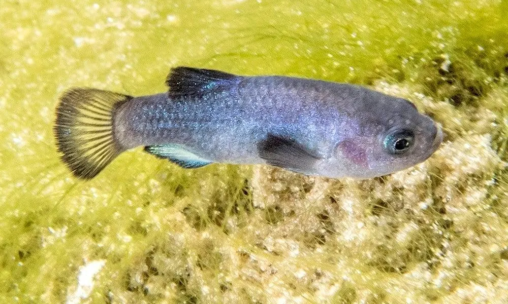 Devils Hole pupfish swimming in the clear water of Devils Hole in Nevada.