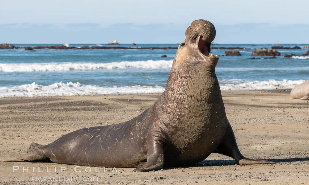 Male elephant seal resting on a sandy coastal beach.