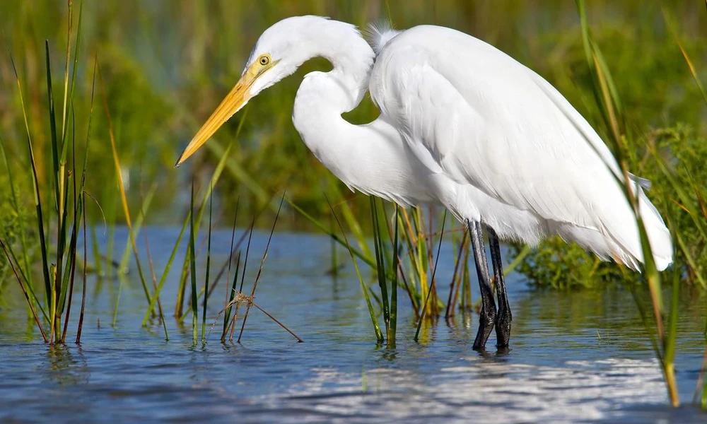 Great egret (Ardea alba) standing in shallow wetland water.