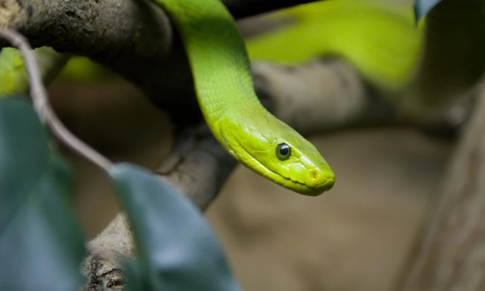 Eastern green mamba (Dendroaspis angusticeps) coiled on a tree branch.