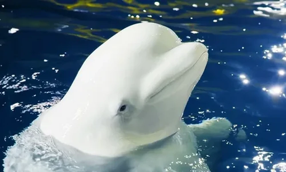 White beluga whale lifting its head above the dark blue water, with sunlight sparkling on the surface.